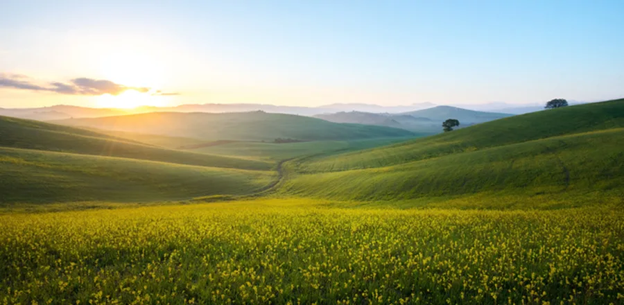 The sun is setting over a field of yellow flowers.