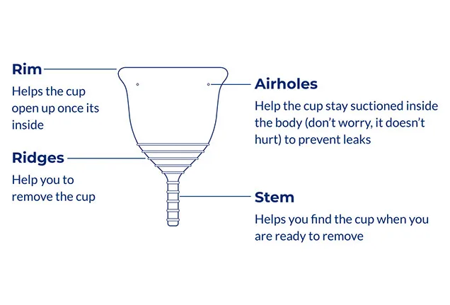 Presentation of Menstrual cup parts
