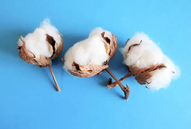 Cotton flowers on blue background