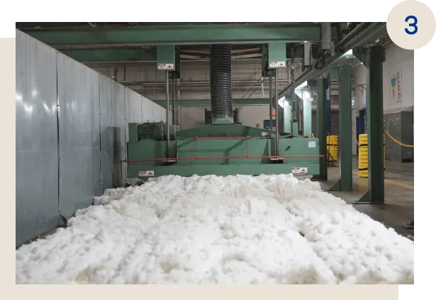 Cotton Plant Goes through the Ginning Cycle