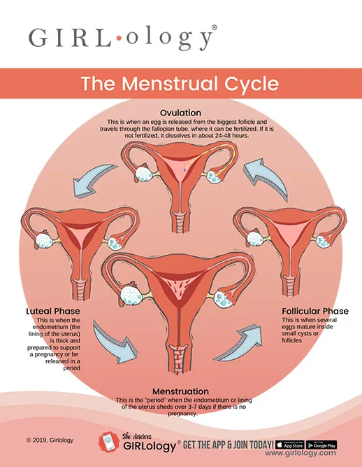Girlology Menstrual Cycle Phases graph
