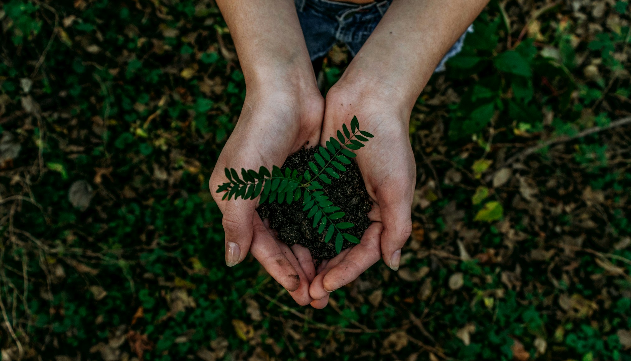 Eco-Friendly Coffee: How Mushroom Coffee Brands Are Reinventing Sustainable Wellness