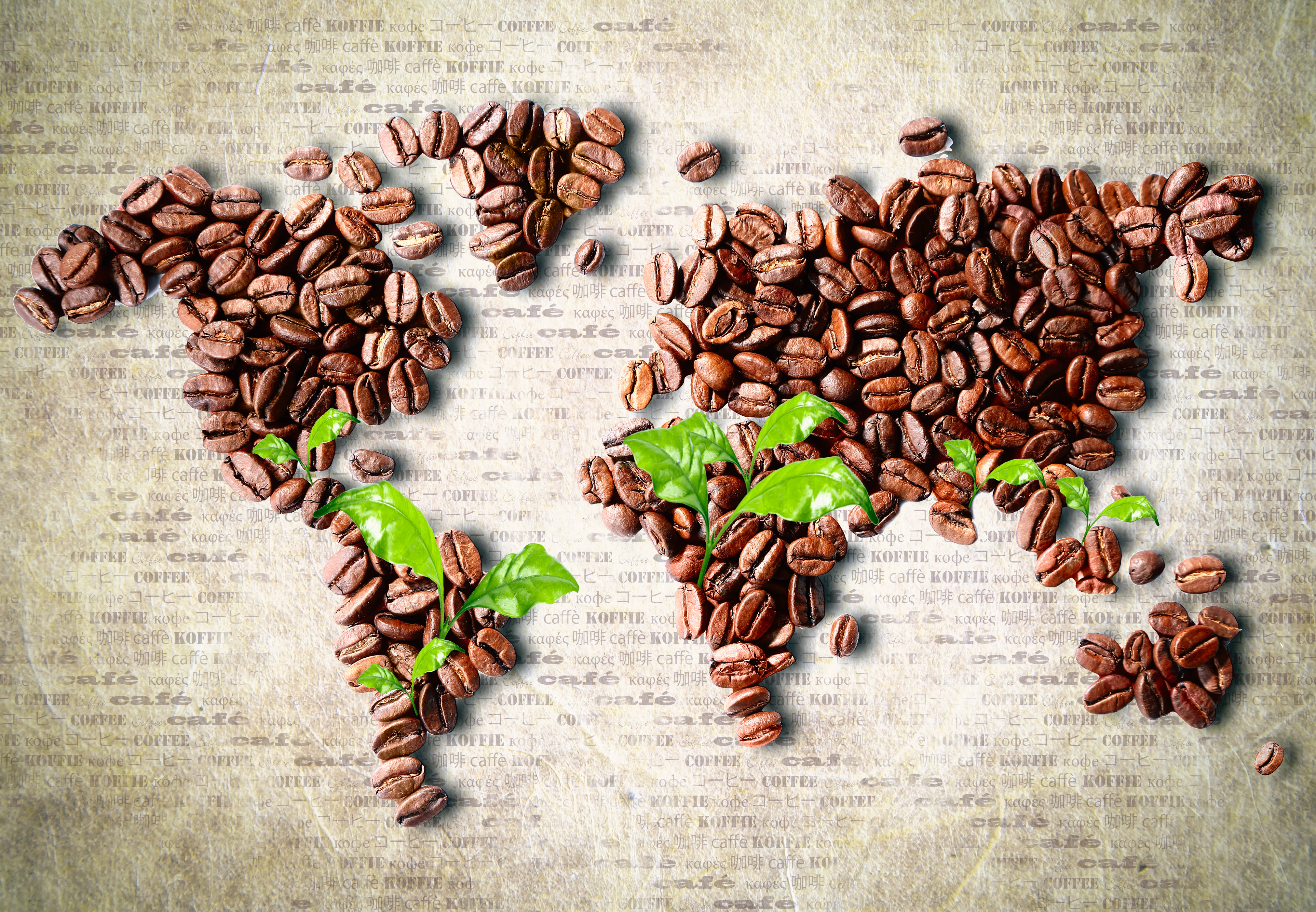 The Global Impact of Coffee on Economies and Cultures