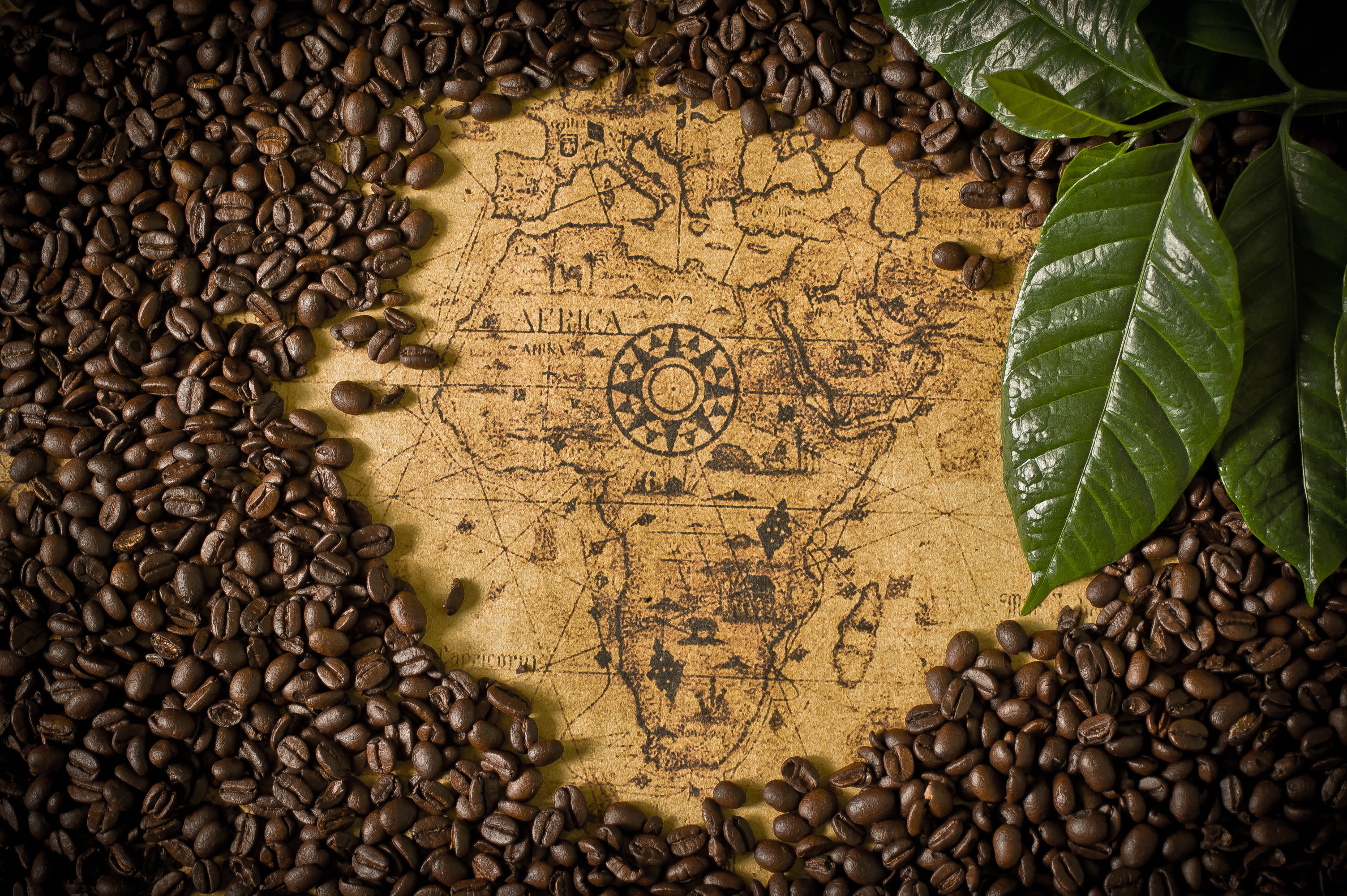 Atlas Coffee Kenya AA Nyeri Blend