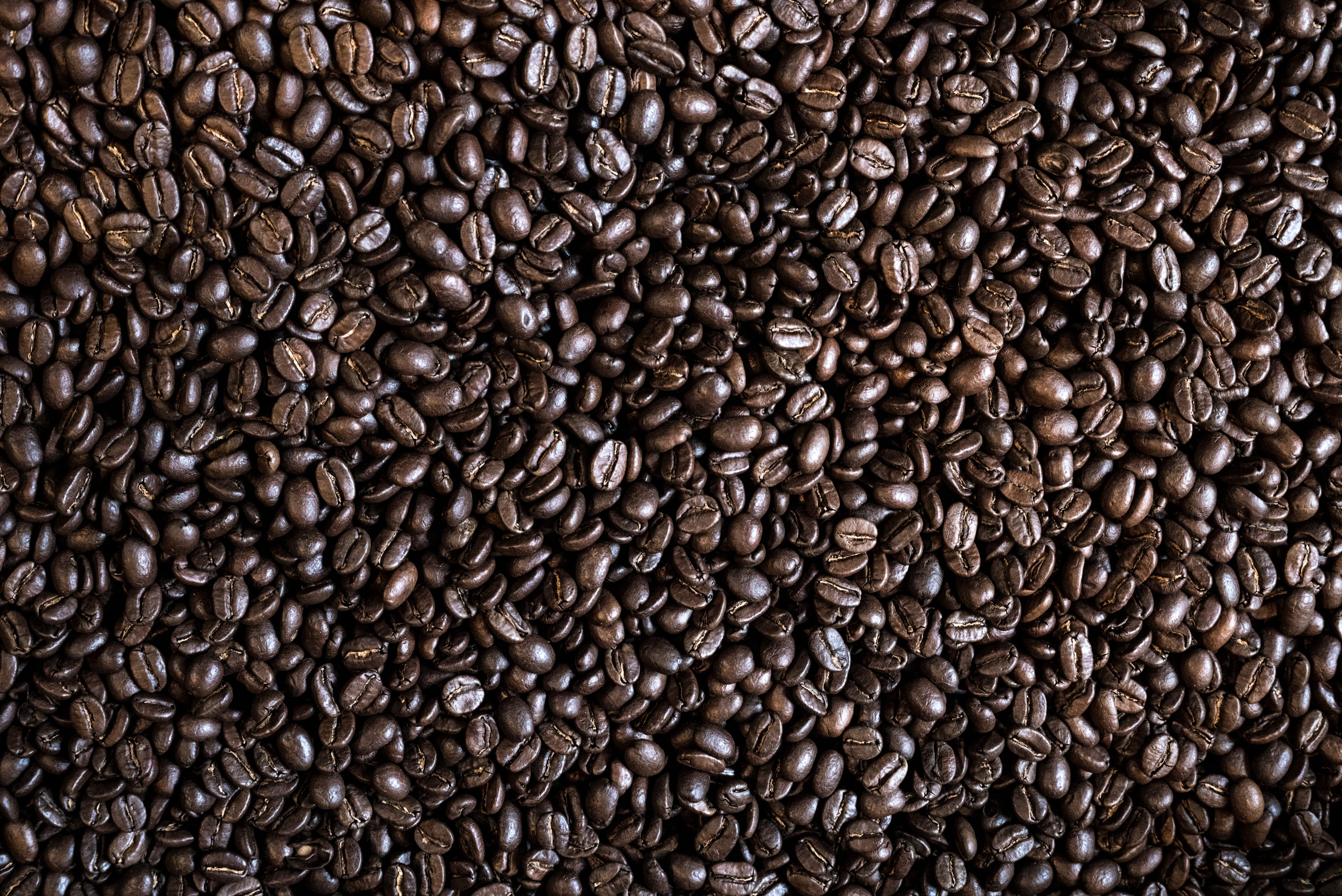Arabica vs. Robusta Coffee Beans