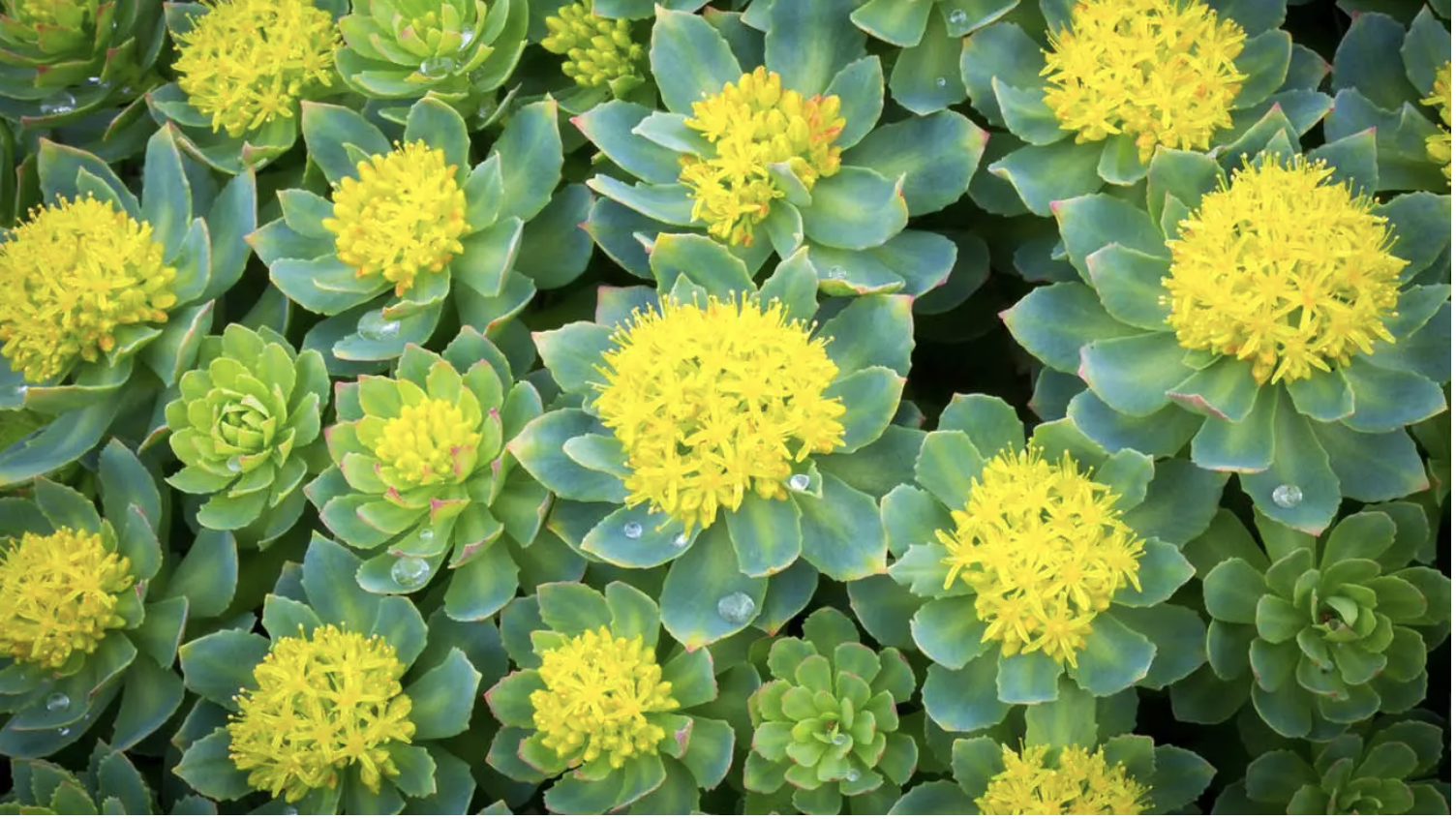 Rhodiola Rosea and its Role in Lowering Your Stress