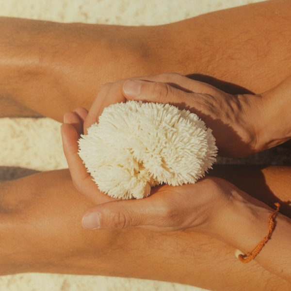 Lion's Mane Thumbnail Image