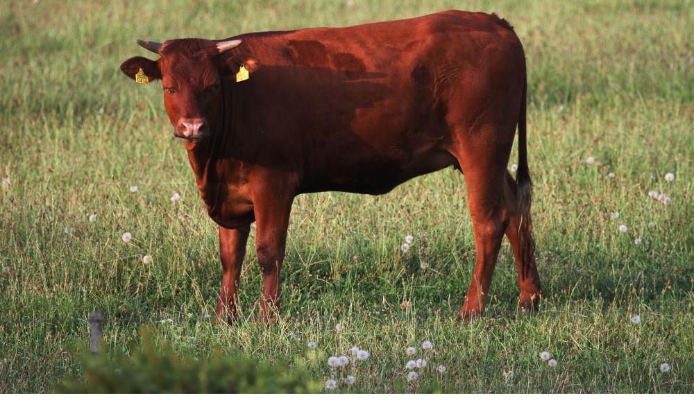 cow