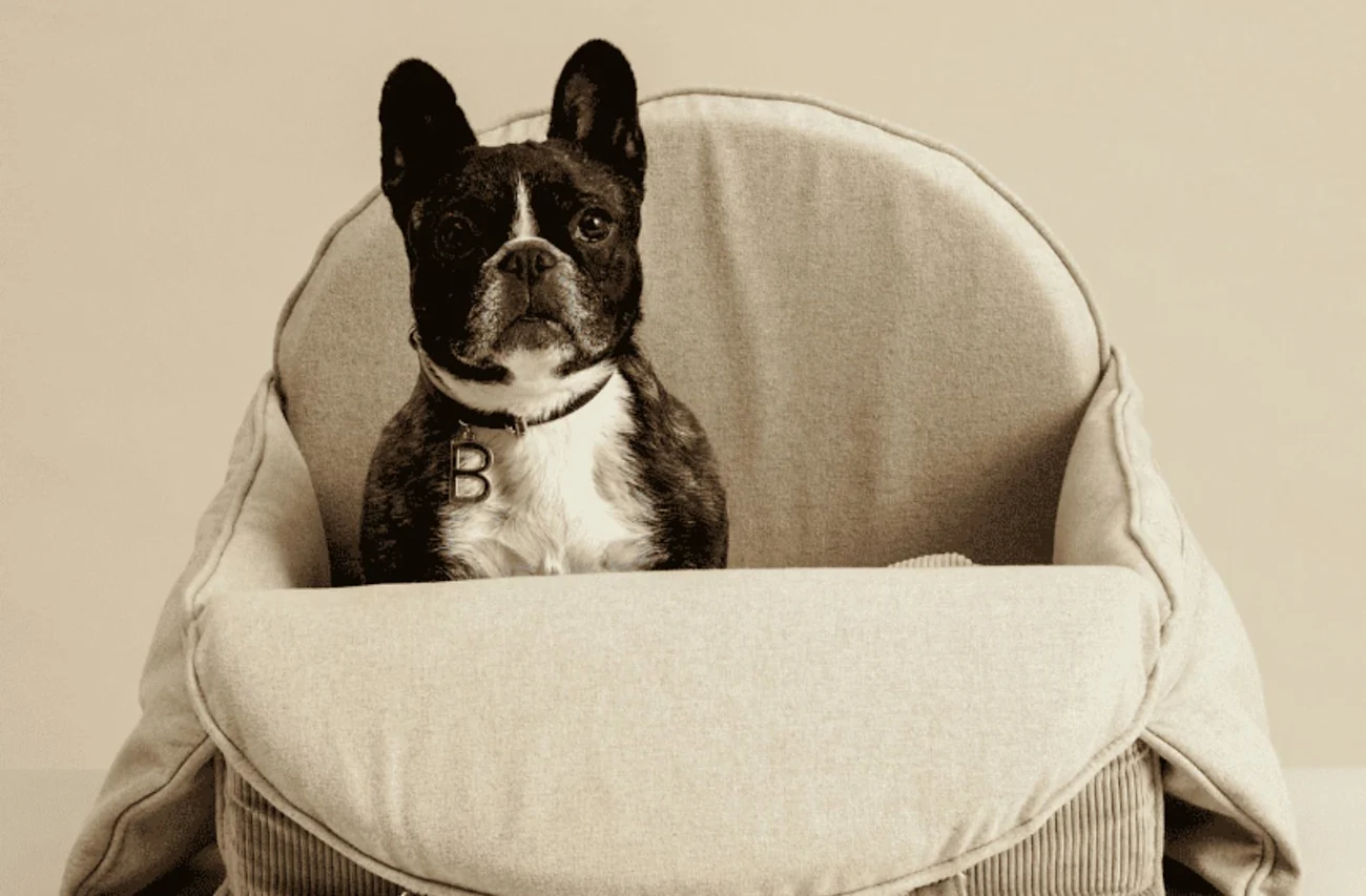 Enhanced Feed > #Pets