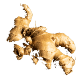 Ginger ingredient illustration