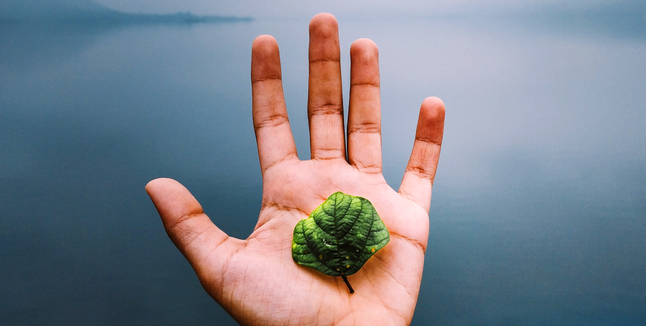 Hand with plant