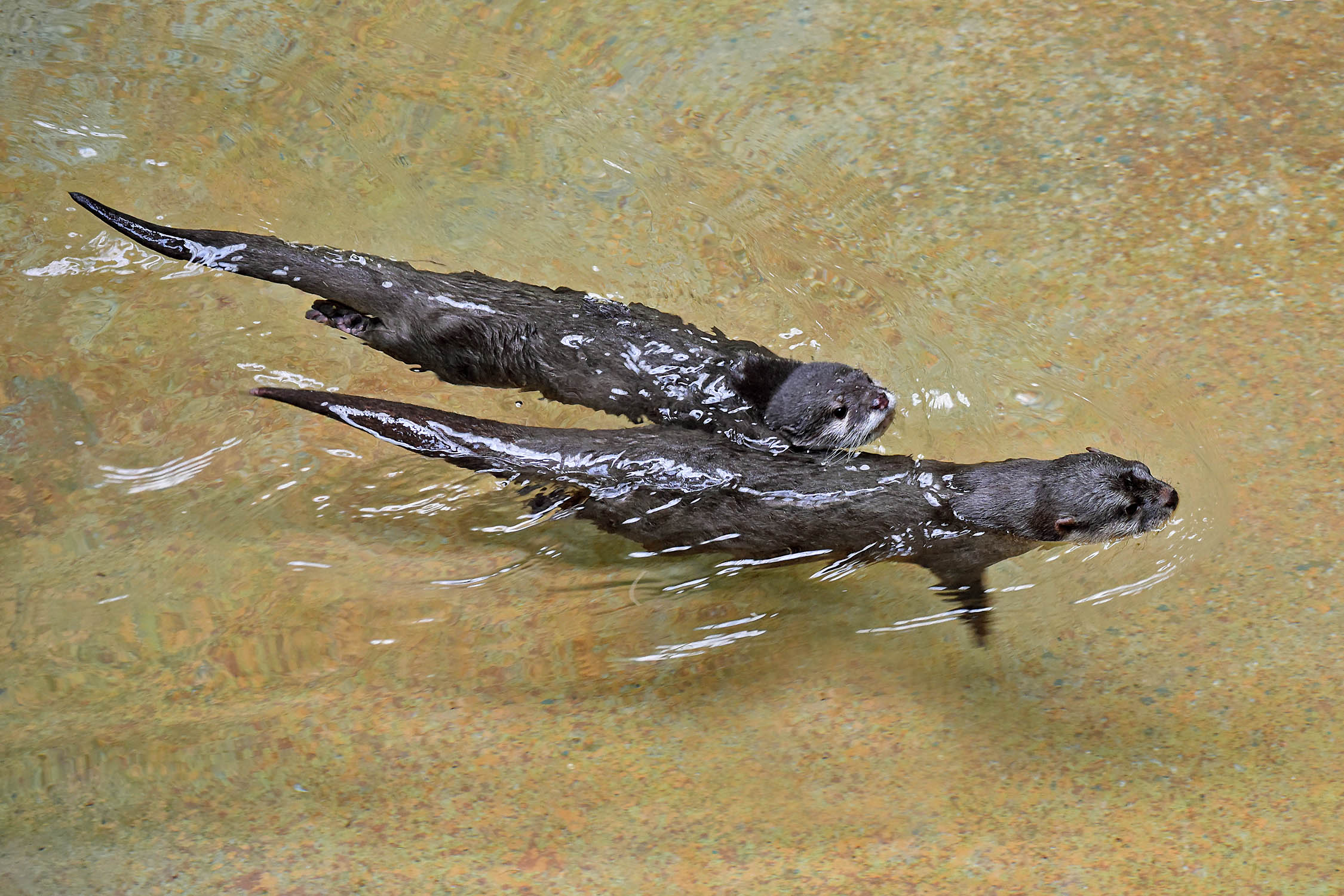 Asian Small-Clawed Otter | Animals at Brookfield Zoo Chicago