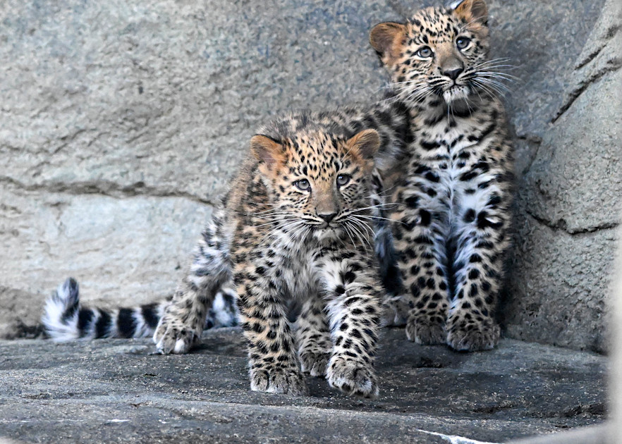 Amur leopard cubs make their public debut | Press Releases at ...