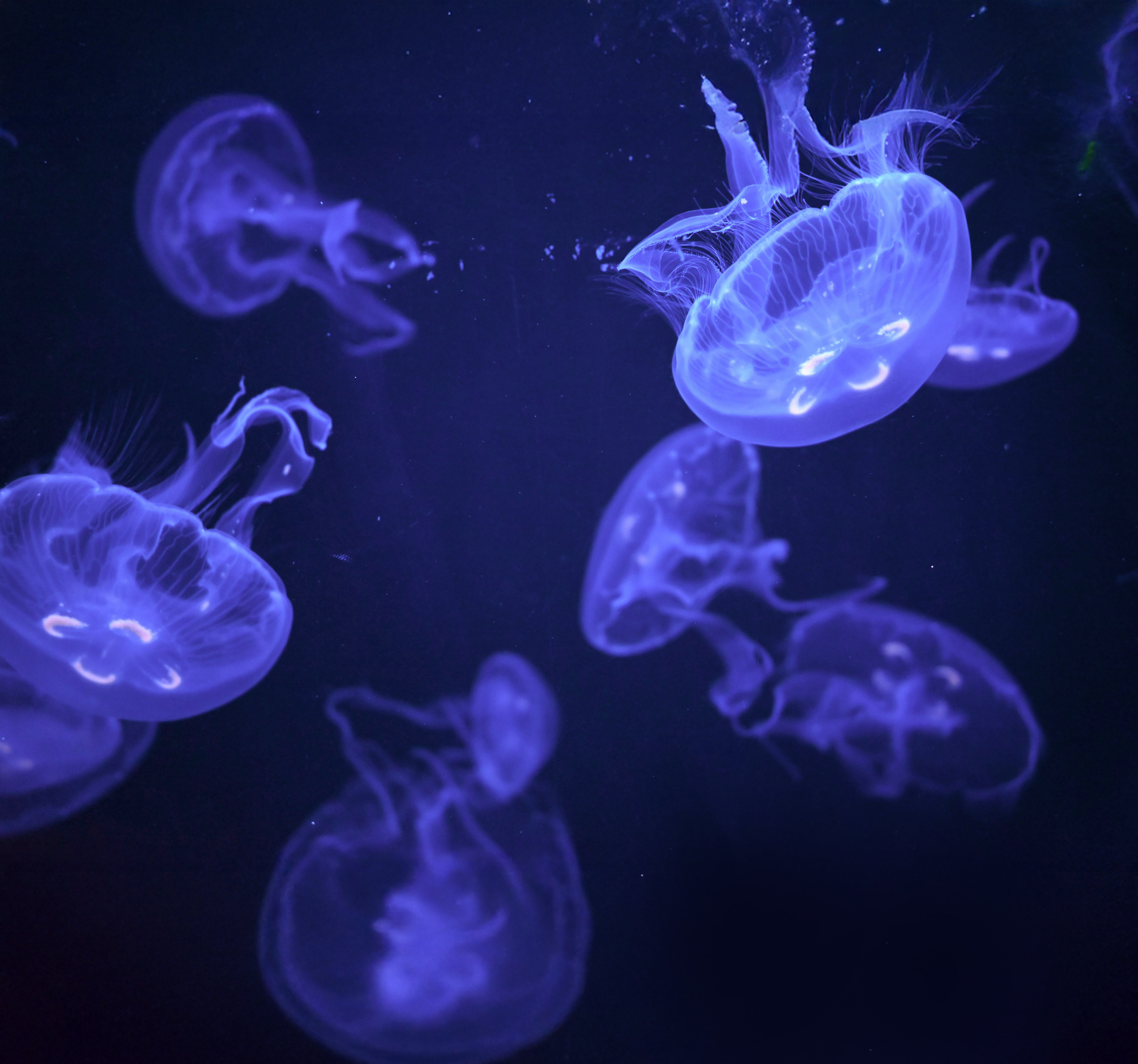 Moon Jelly Encounter | Things to do at Brookfield Zoo Chicago
