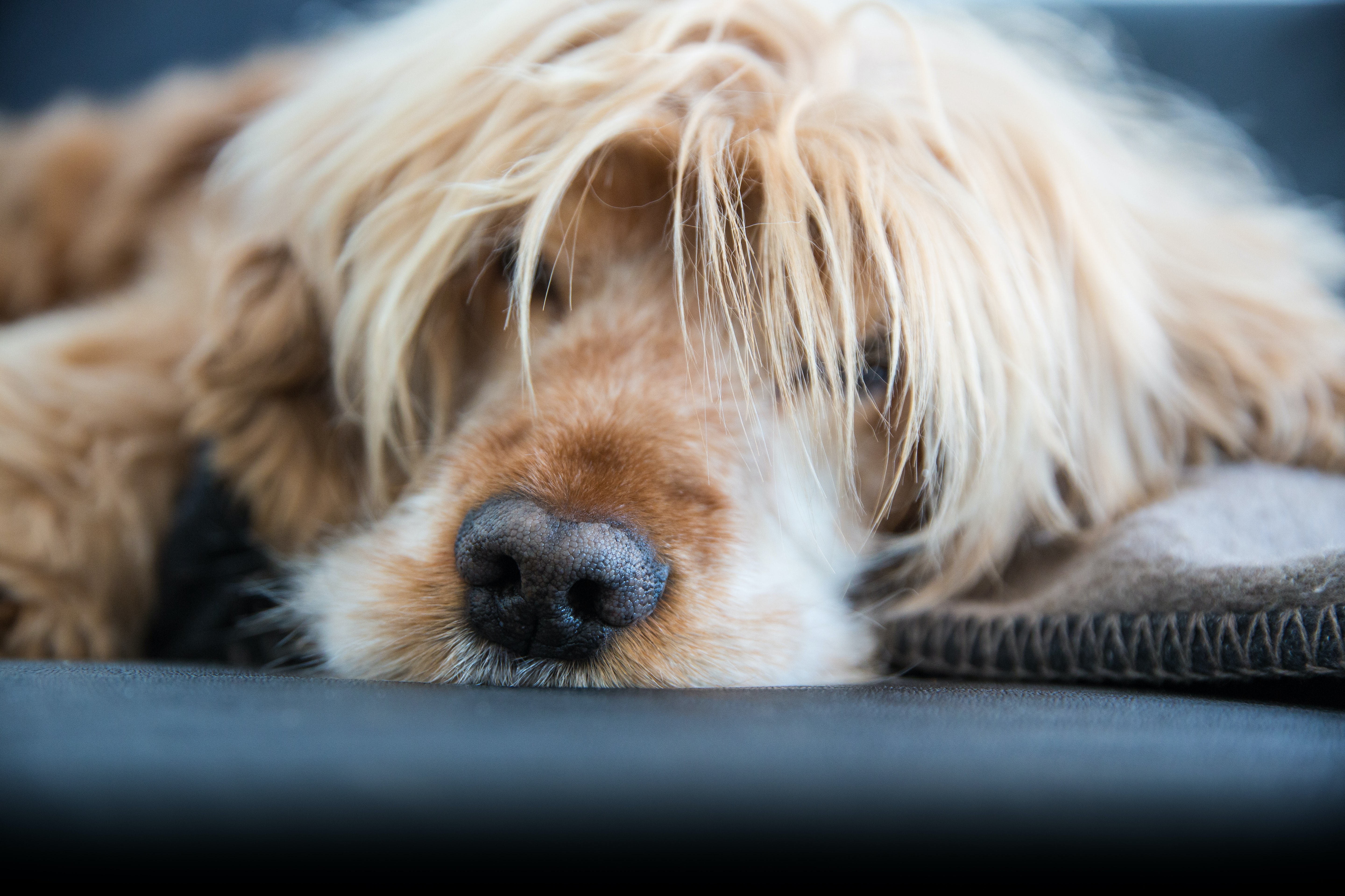 Sure Hotel by Best Western Ole Tobias 