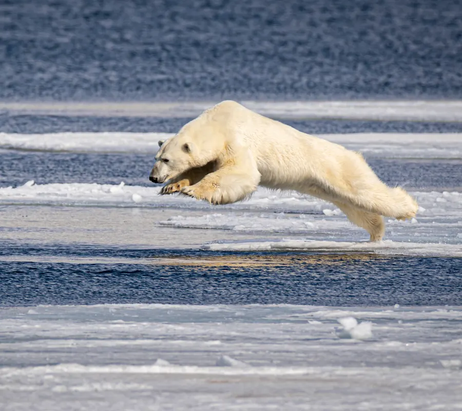 small Greenland - polar bear - isbjörn - Grönland