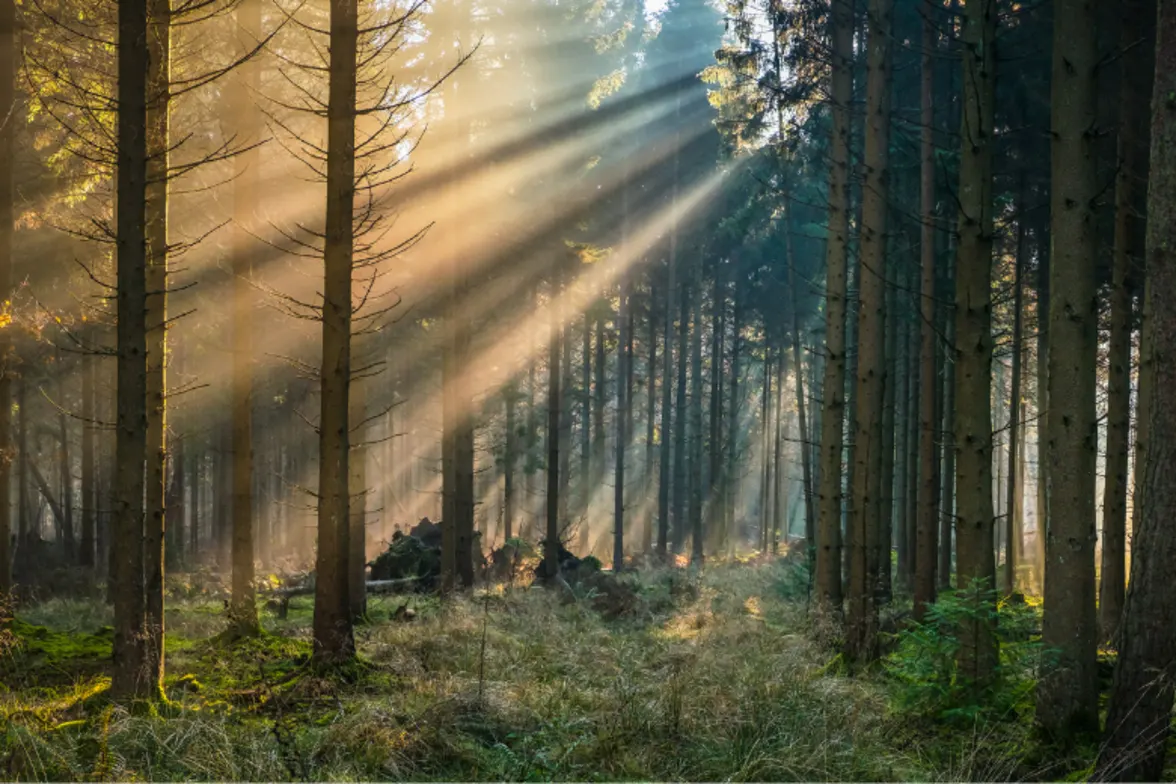 Miljøarbejde