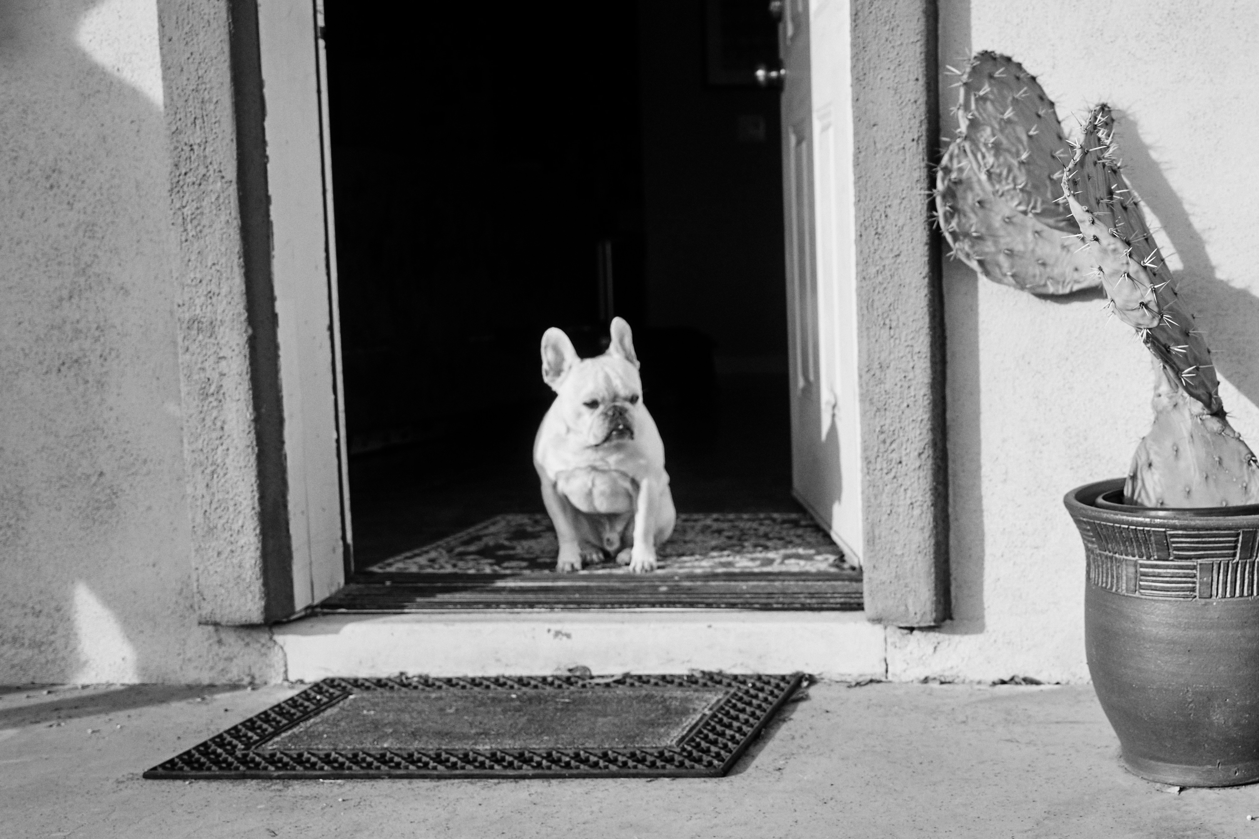 Dyrevelfærds- politik