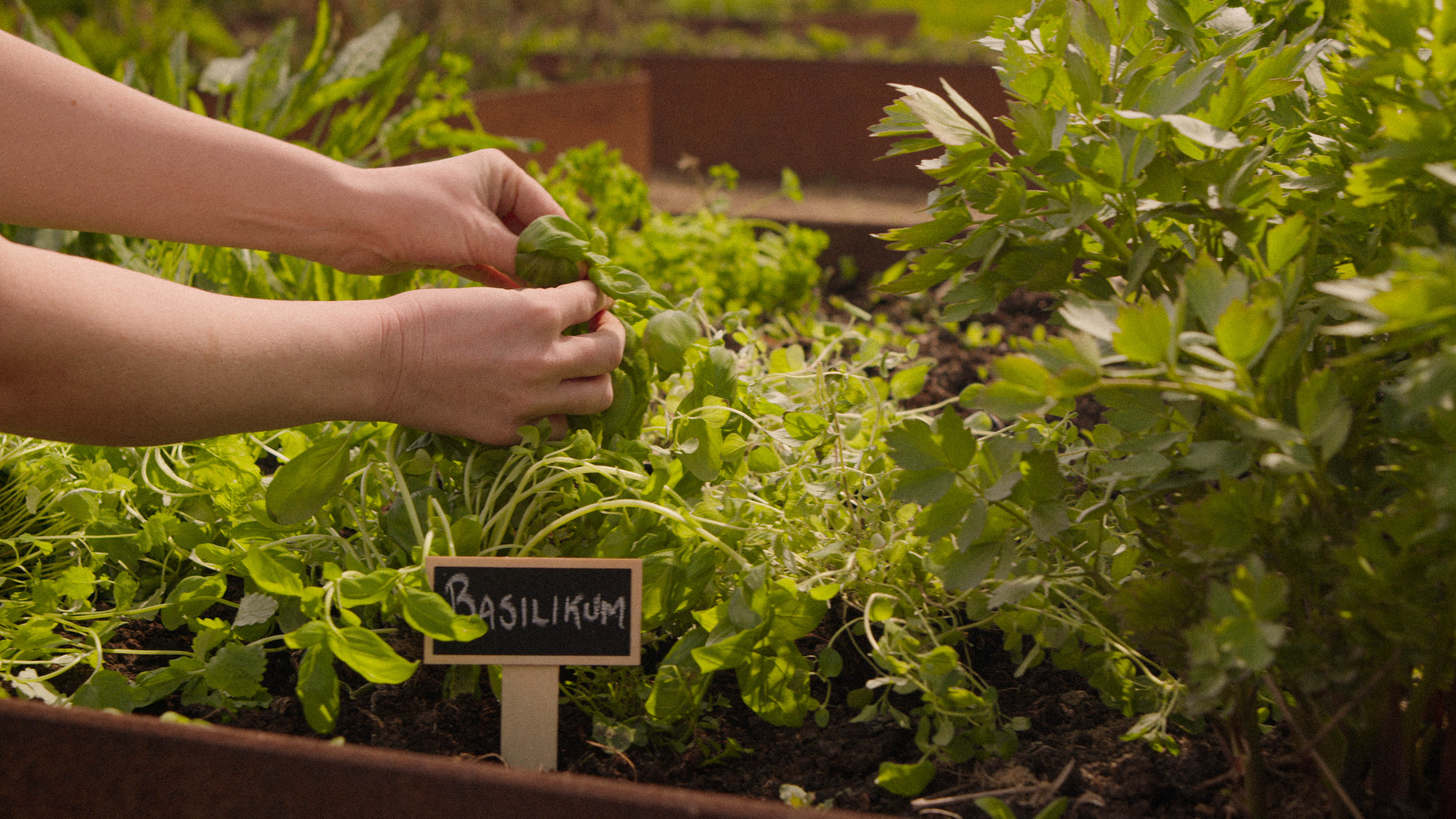 Smaker från egen örtagård