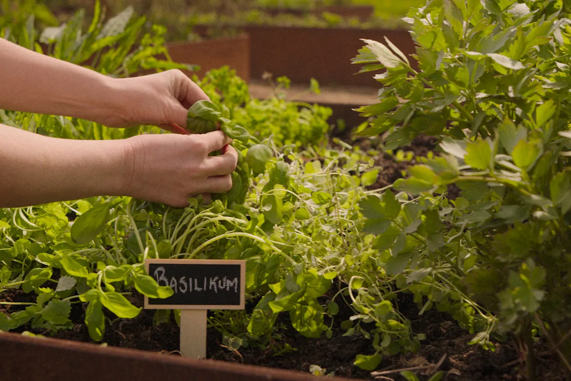 Smaker från egen örtagård