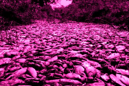 It's A Girl! Gender Reveal Party on Boise River Kills Thousands of Fish