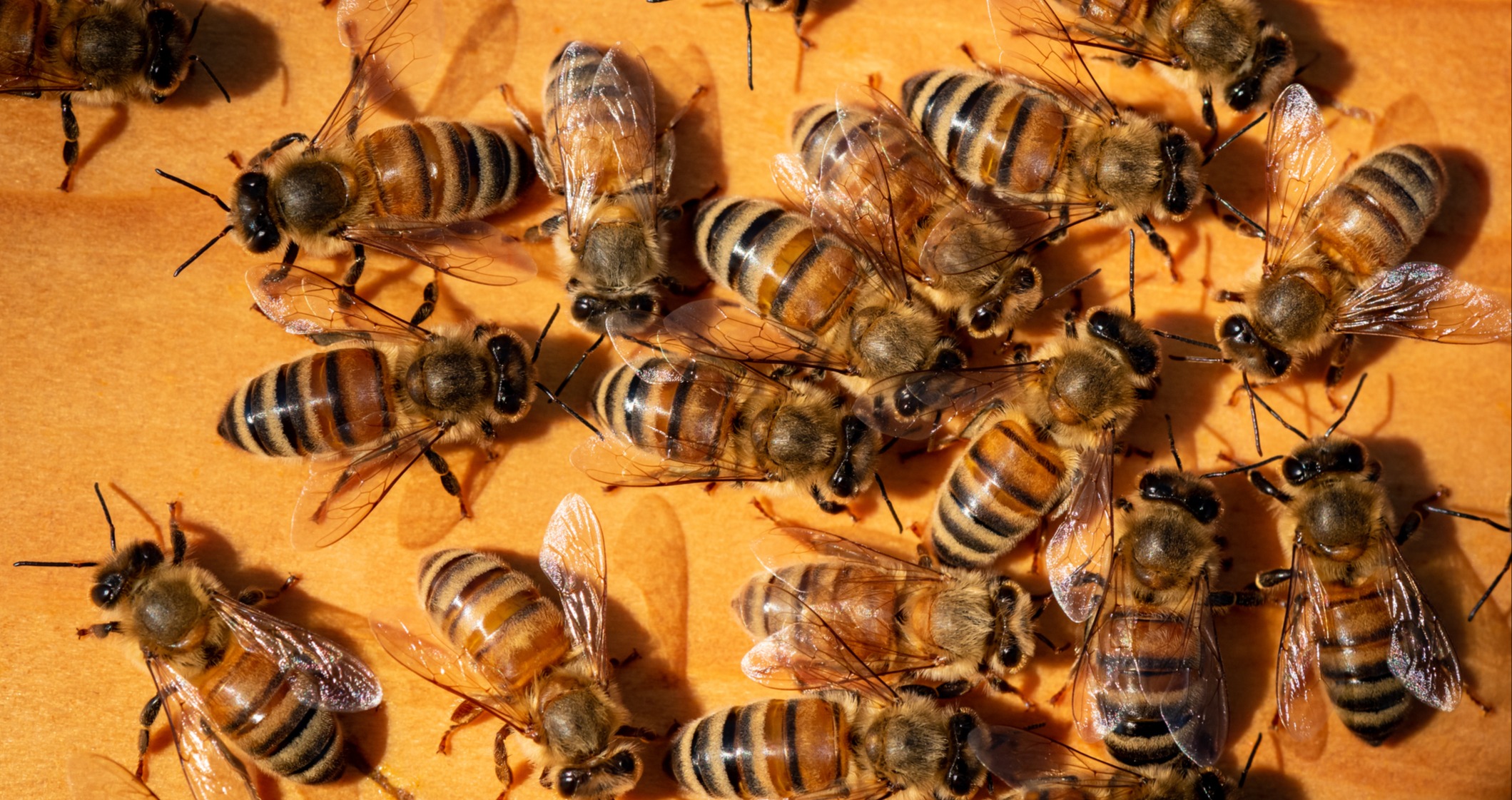 These insects detect cancer with nearly 90% accuracy | MDLinx