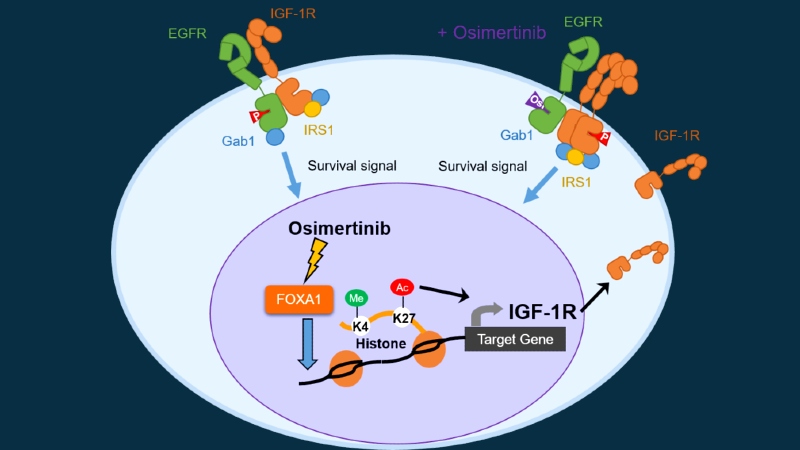 Combined treatment for lung cancer thwarts drug resistance | MDLinx