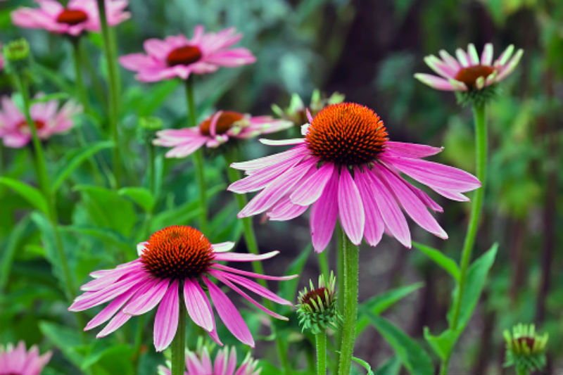 echinacea hipertónia magas vérnyomás mágneses karkötő