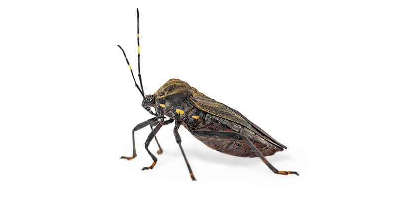 How Harmful Can Insects & Pests Be To Your Health?
