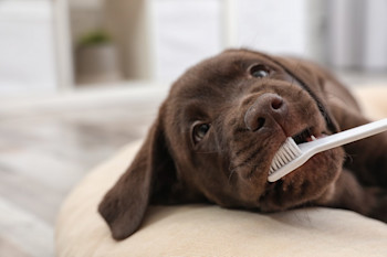 puppy getting it's teeth brushed