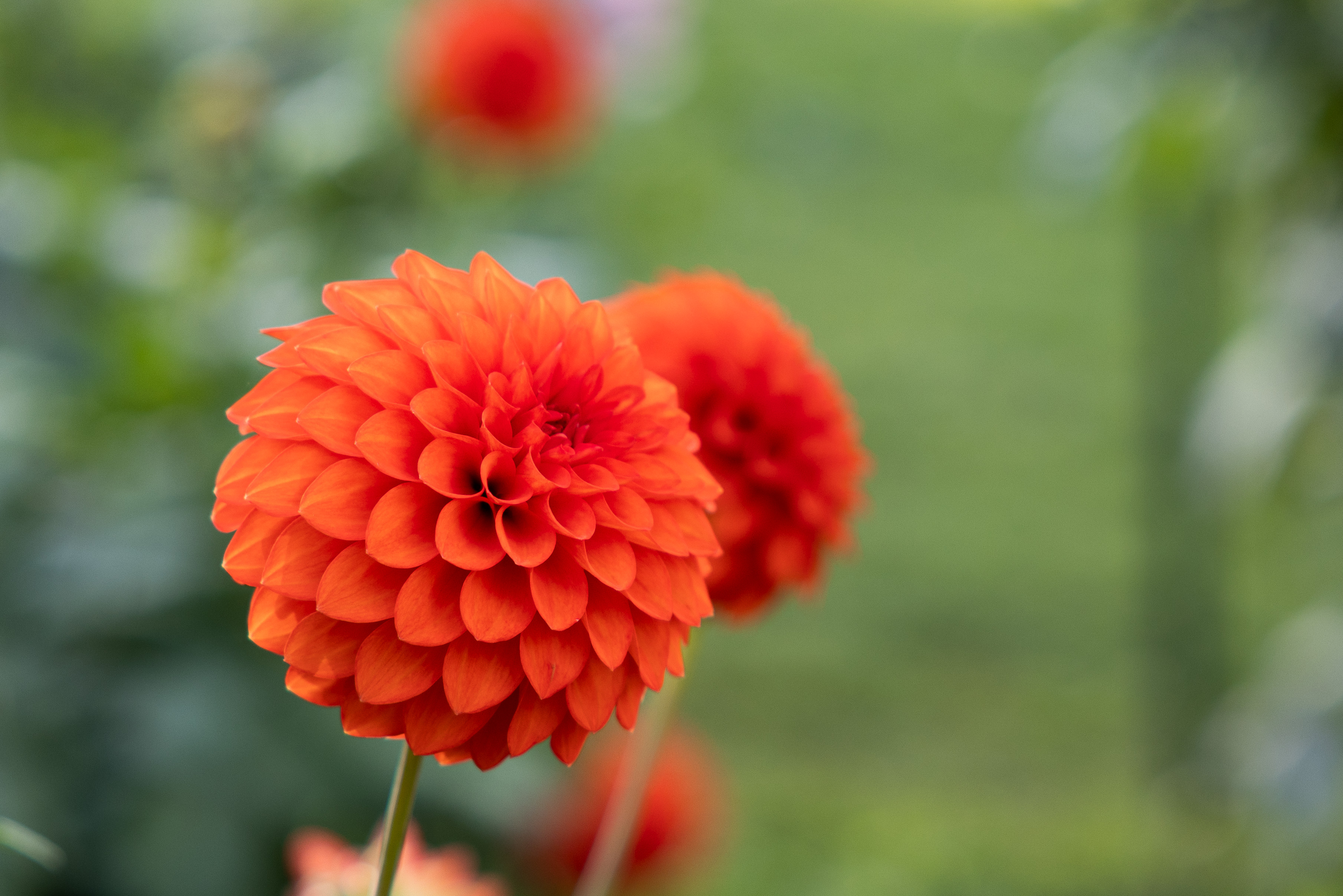 orange flower blooms with green blurred background