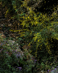 image of pixelated flowers