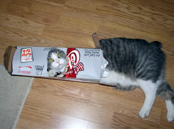 Cat stuck in Diet Coke box