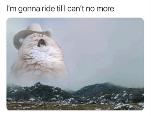 Meme of cat singing "Old Town Road" with cowboy hat