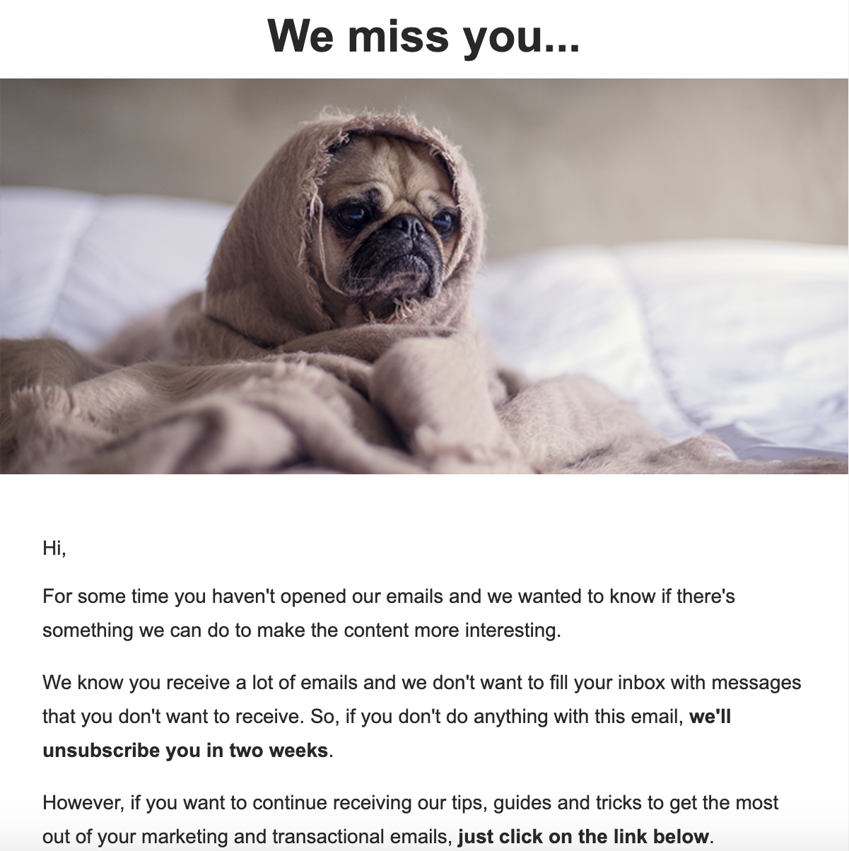 Re-engagement campaign featuring picture of a pug.