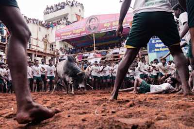 An intense moment between a bull and a man trying to tame it. Shot at Alanganallur Jallikattu, Tamil Nadu.