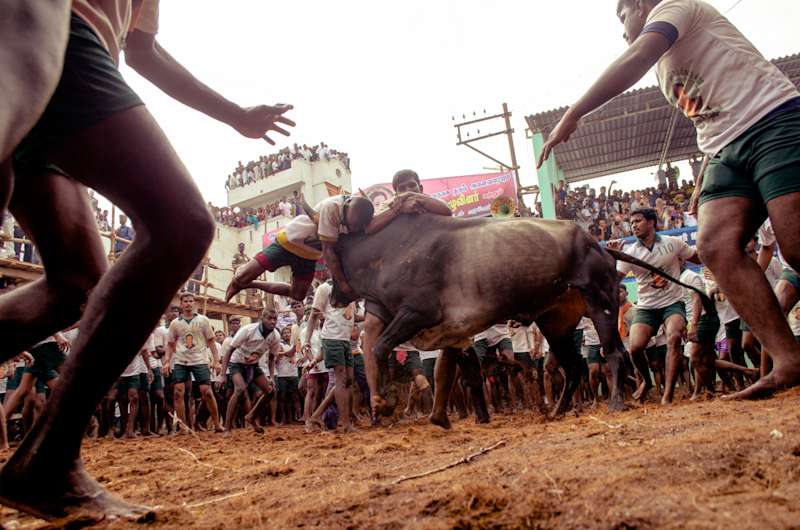 Two youngesters trying trying to tame a bull in Alanganallur Jallikattu, Tamil Nadu.