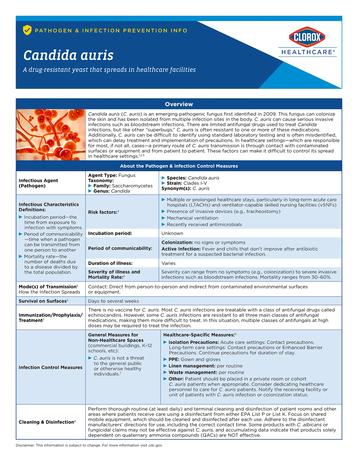 Candida auris information sheet showing picture of the bacteria and explaining ways to treat and prevent it