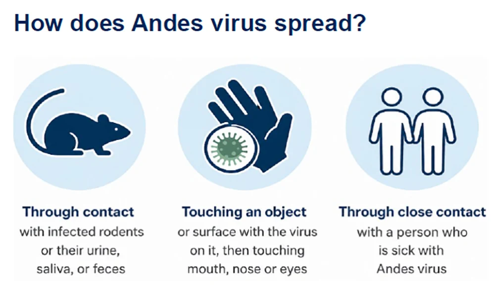 An infographic showing the ways in which hantavirus can spread: through contact with infected rodents,, touching an object, or through close contact with a sick peron