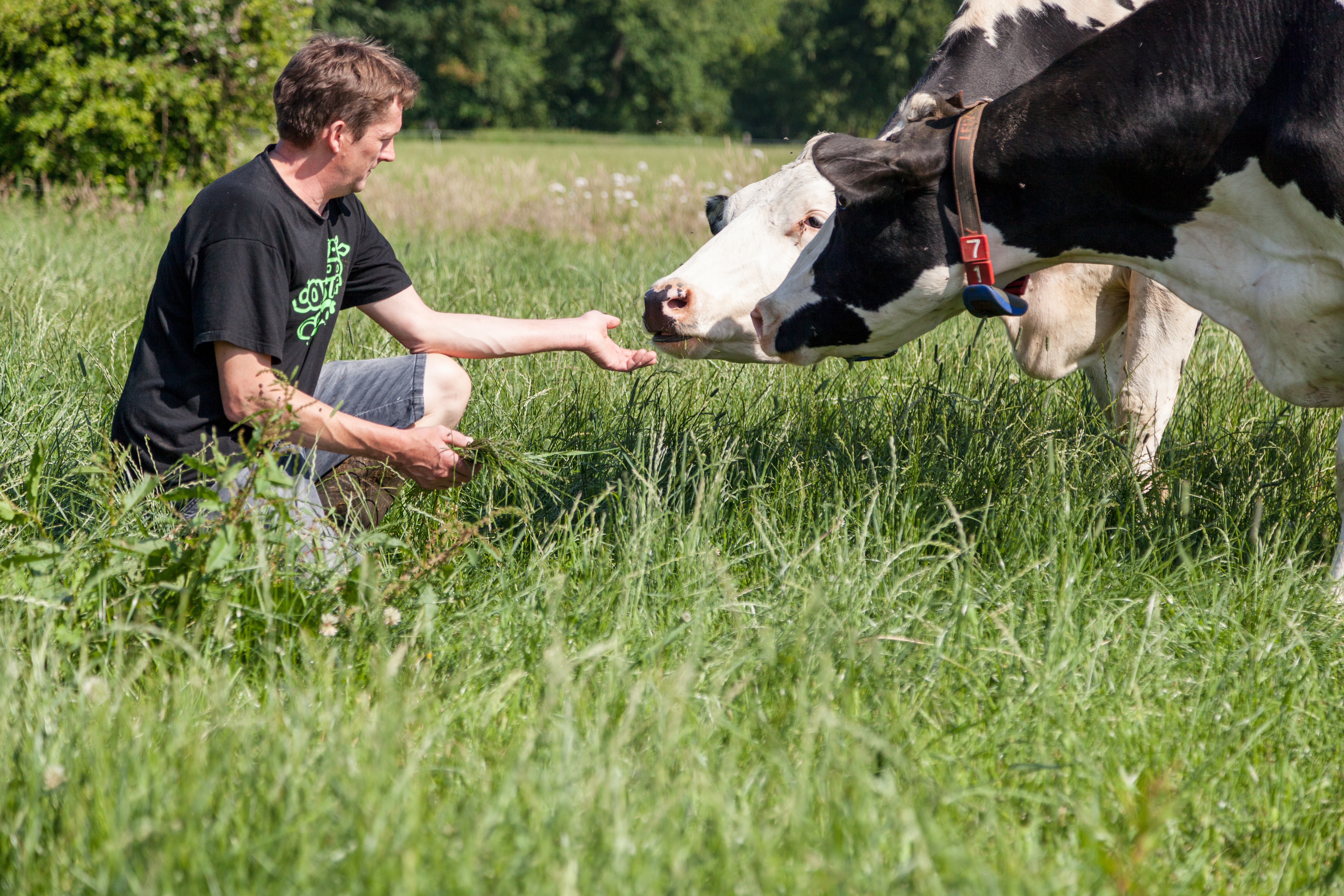 Vaches aux paturages