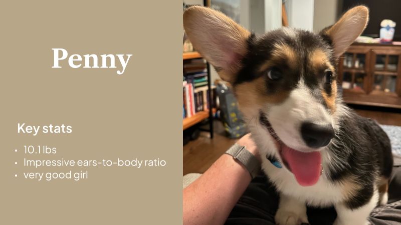 A New Teammate Joined the Work From Home Office