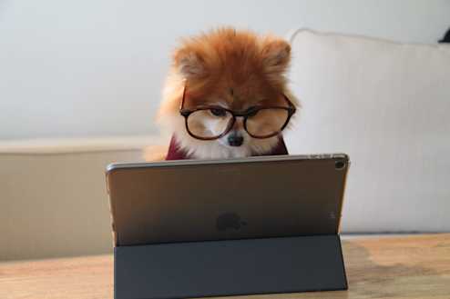 Pomeranian dog wearing glasses at a computer
