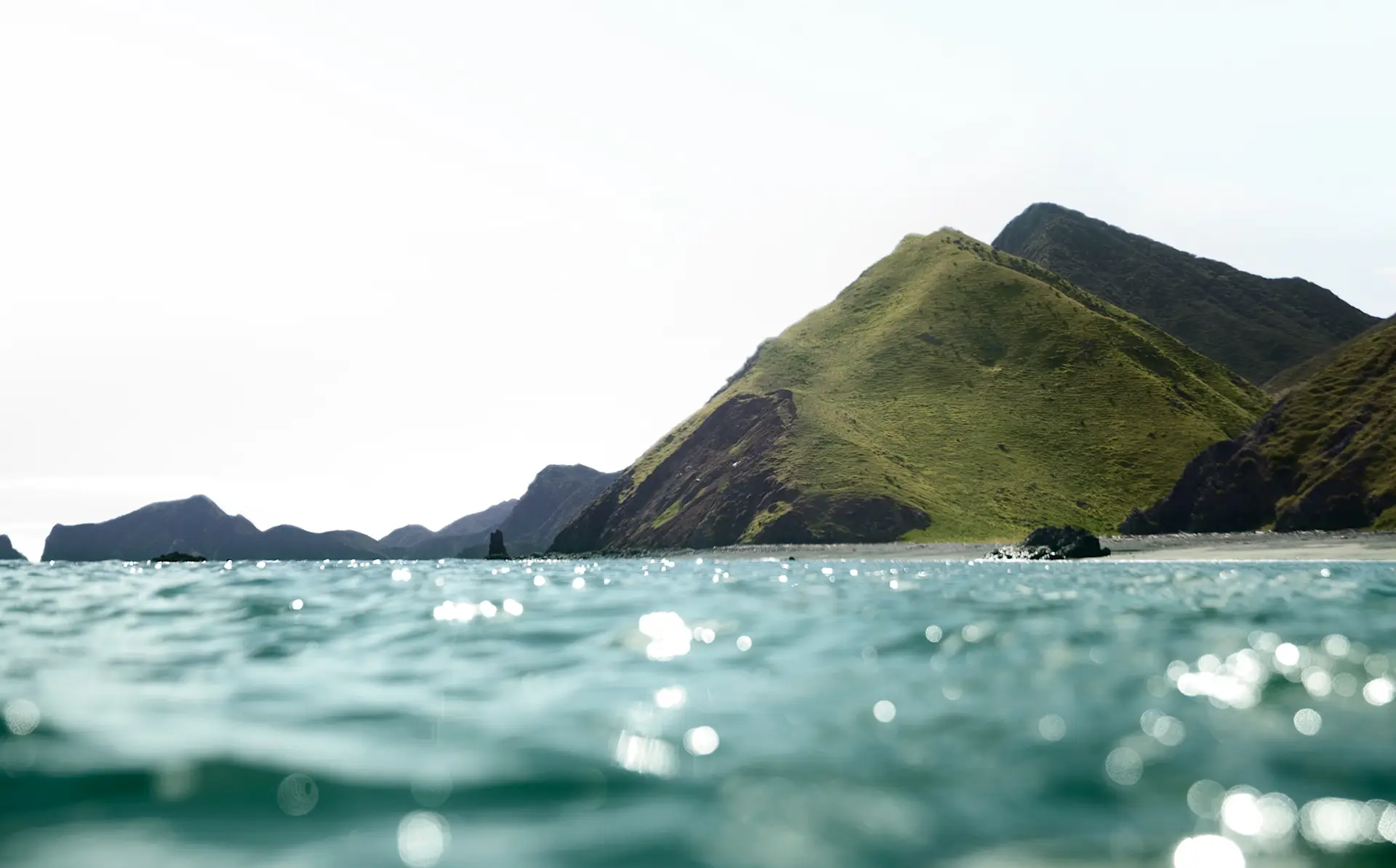 New Zealand shellfish…shucking delicious! | Made With Care