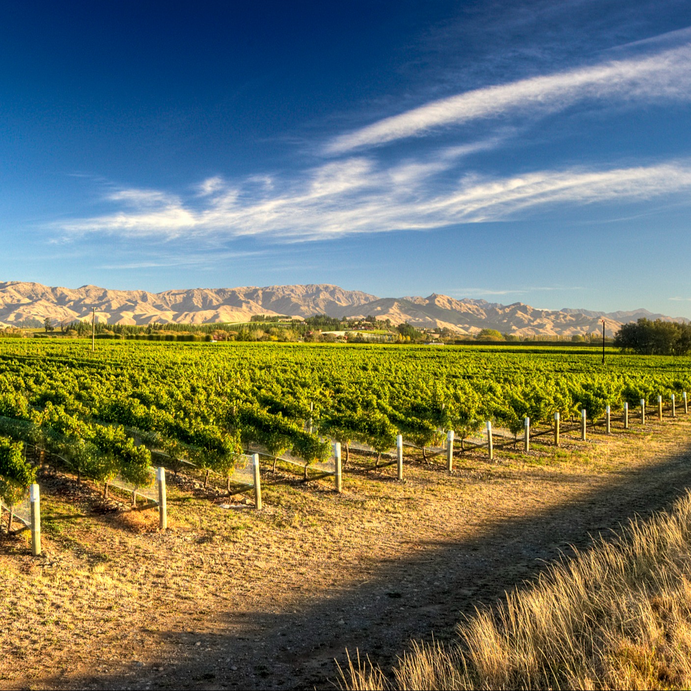 discover-new-zealand-wine-in-australia-for-trade