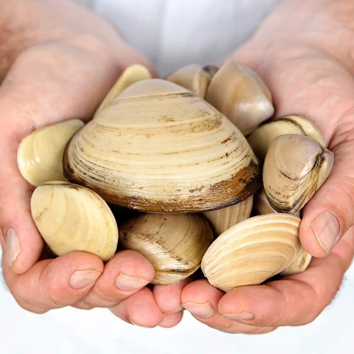 Made With Care | NZTE