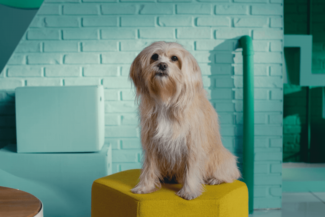 Gif of a little graduation cap coming down on to a white shaggy dog's head