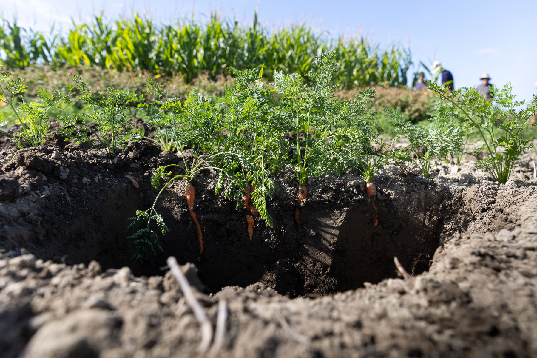  Vegetable crops focus of Cyclone Gabrielle recovery project