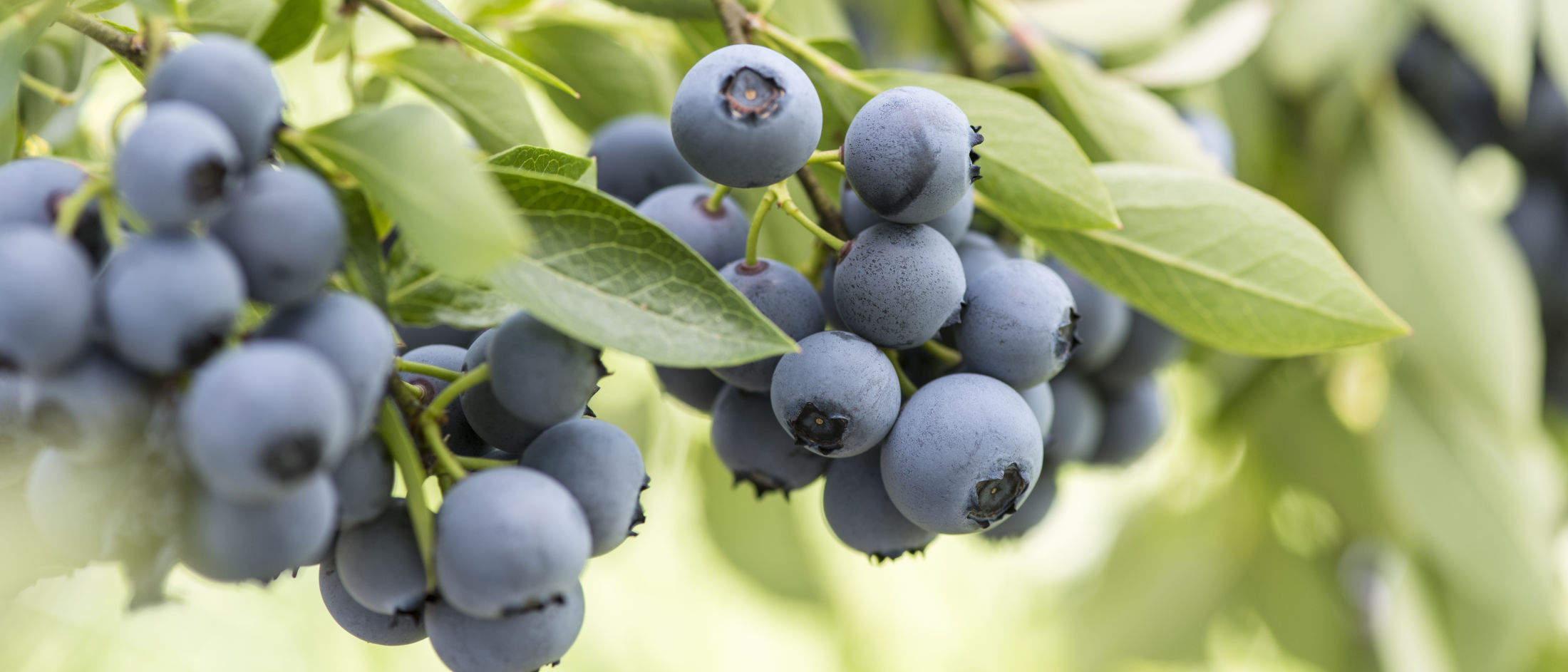 Climate change impacts on blueberry