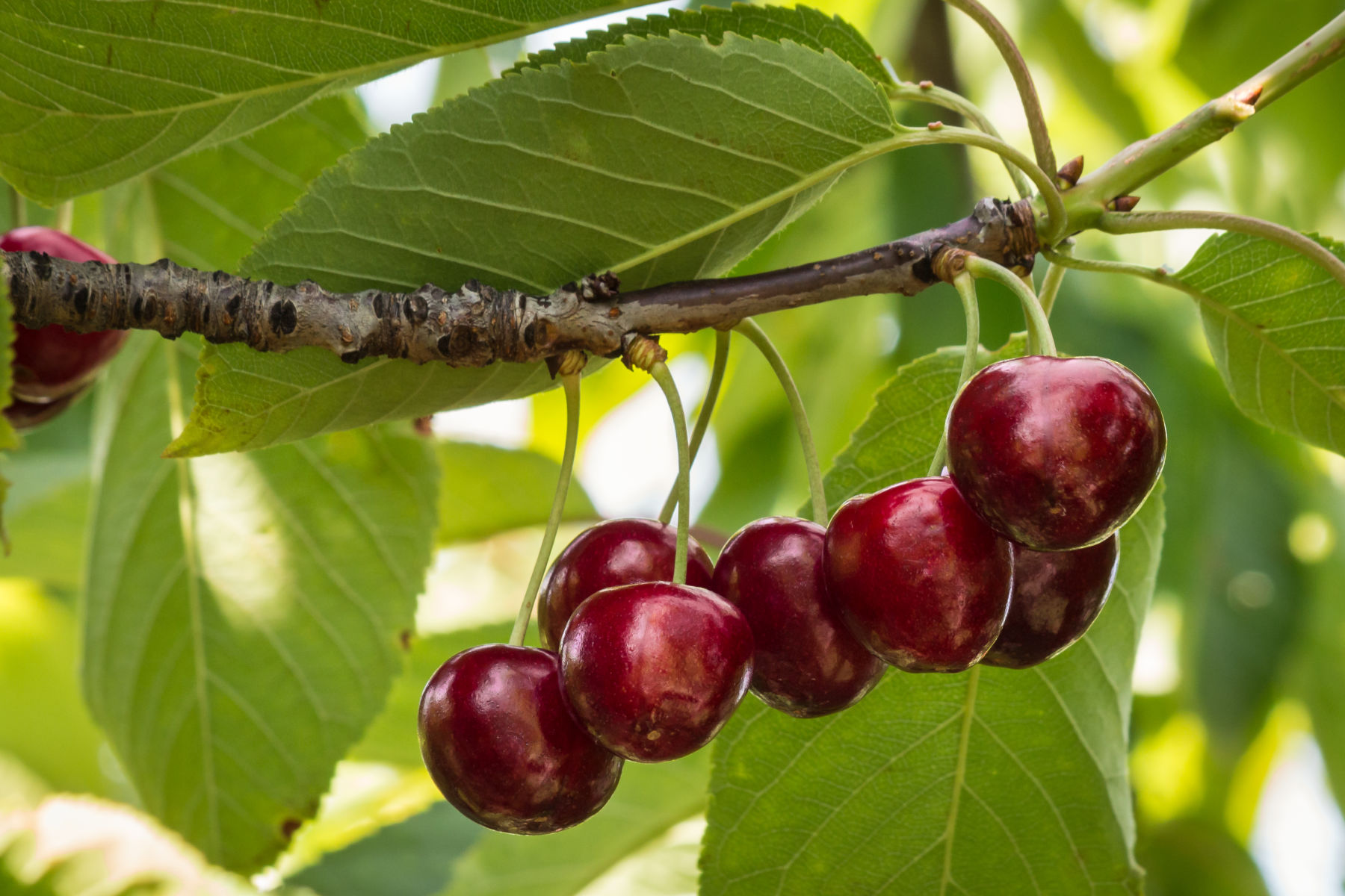 Climate change impacts on cherry