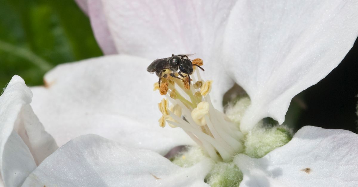 Global experts rank the causes and impact of pollinator decline · Plant ...
